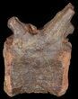 Spinosaurus Caudal (Tail) Vertebrae - Kem Kem Beds #50967-1